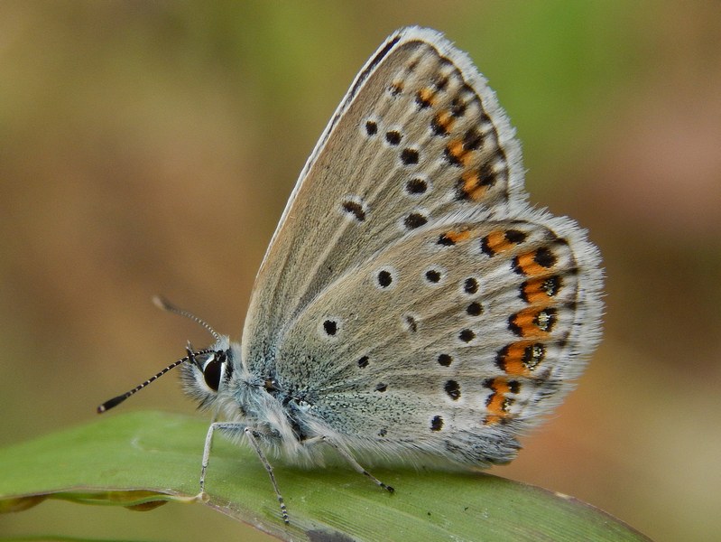 Plebejus argyrognomon